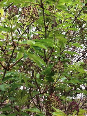 Soon to be lilacs...I think!