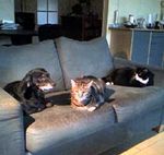 Doggy Monty & the cats Kitty (middle) and Pooky