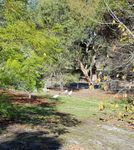Three Australian White Ibis on our block