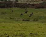 Kangaroos jumping. Its a bit blurry because I couldnt get very close.