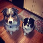 Jayhawk: You keep your nose out of my business, Cali.  The next treat is mine!