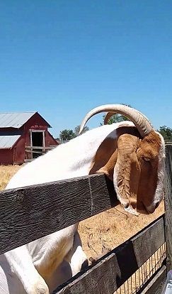 smallgoat3.jpg