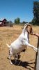 smallgoat2.jpg