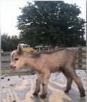 newbabygoat.jpg