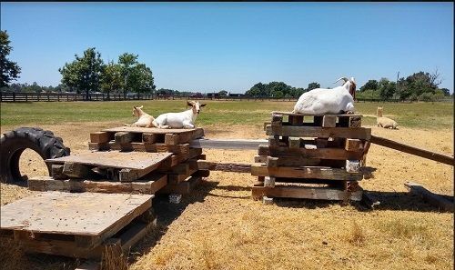 goats1.jpg