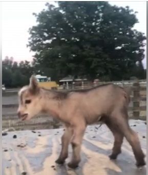 newbabygoat.jpg