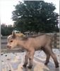 newbabygoat.jpg