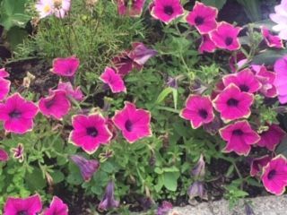 The most gorgeous petunias I have ever seen.