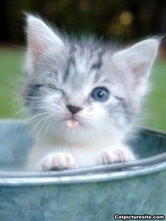 cutie-cat.jpg