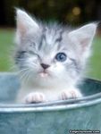 cutie-cat.jpg