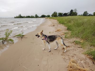 Talia on the beach of Lake Michigan!
