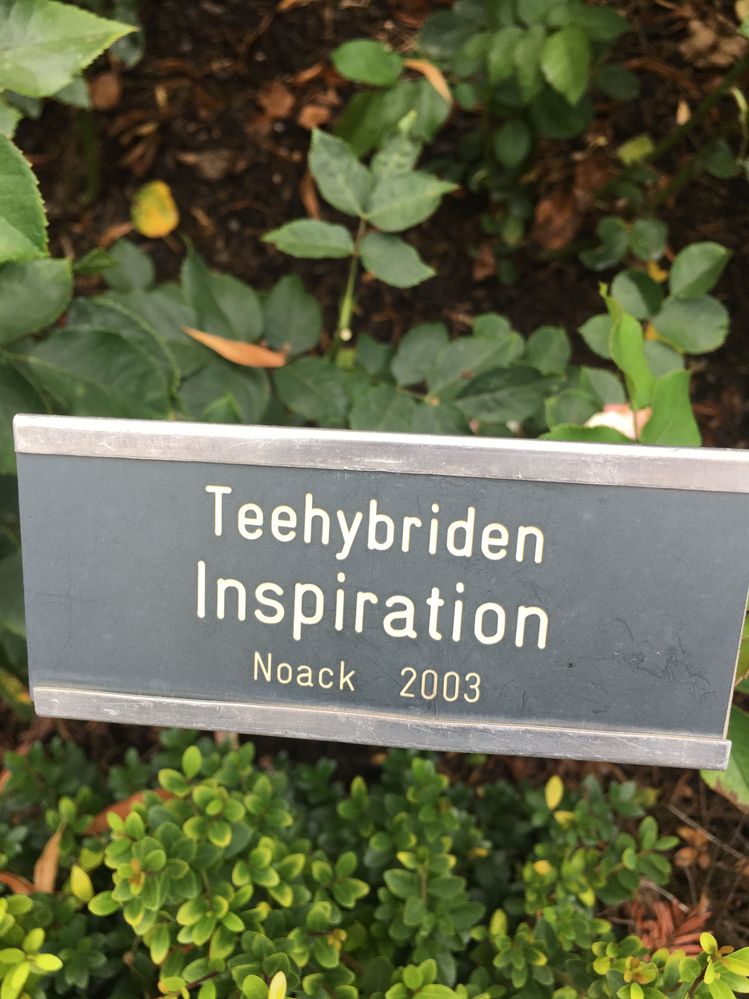 Good name for this gorgeous rose!