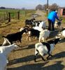 hodinigoats.jpg
