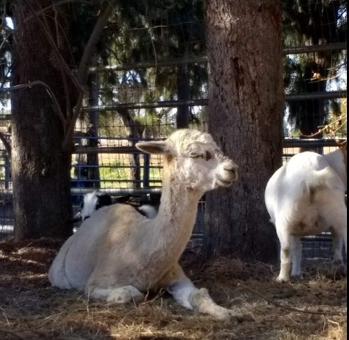 llama2.jpg
